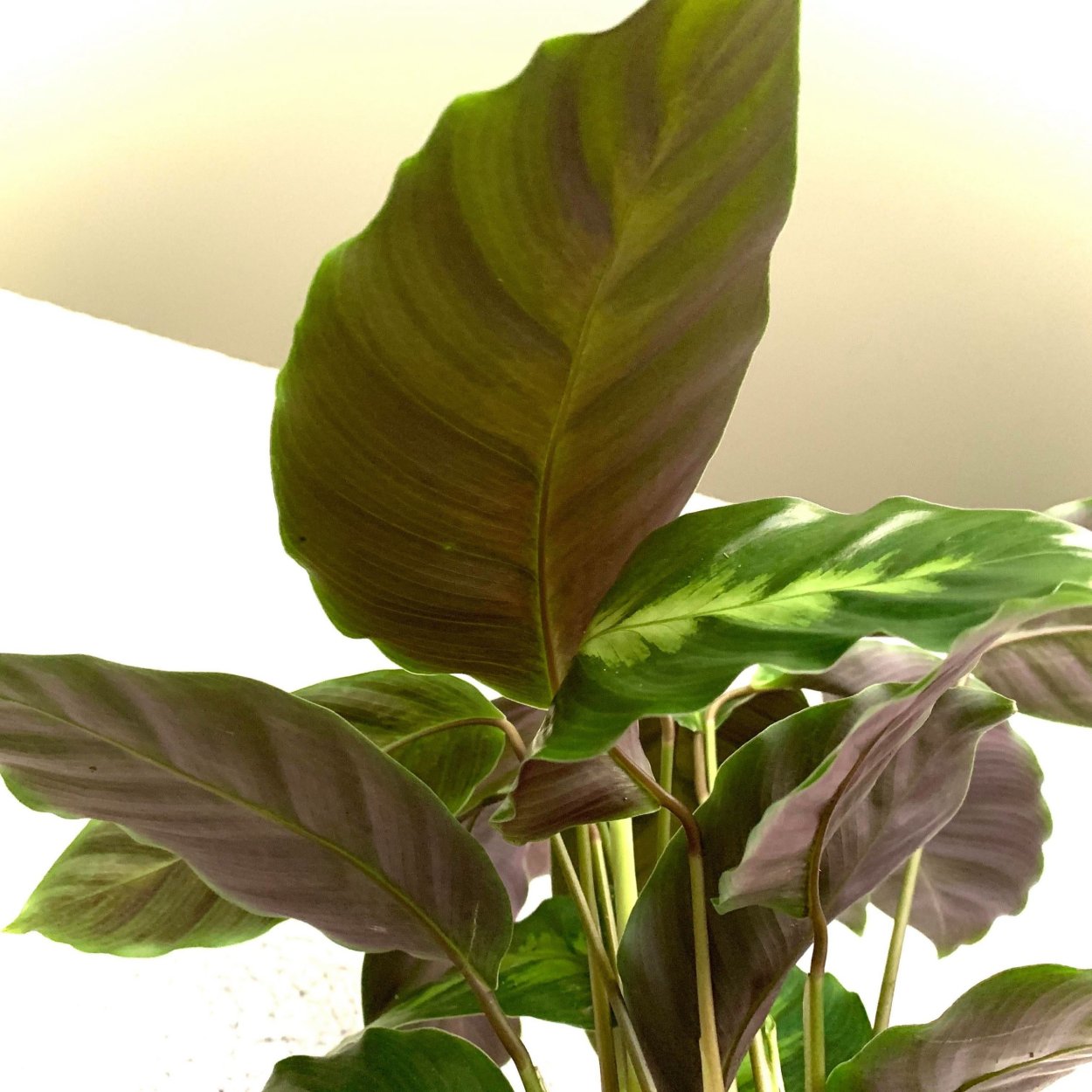 Калатея Луизы (Calathea louisae