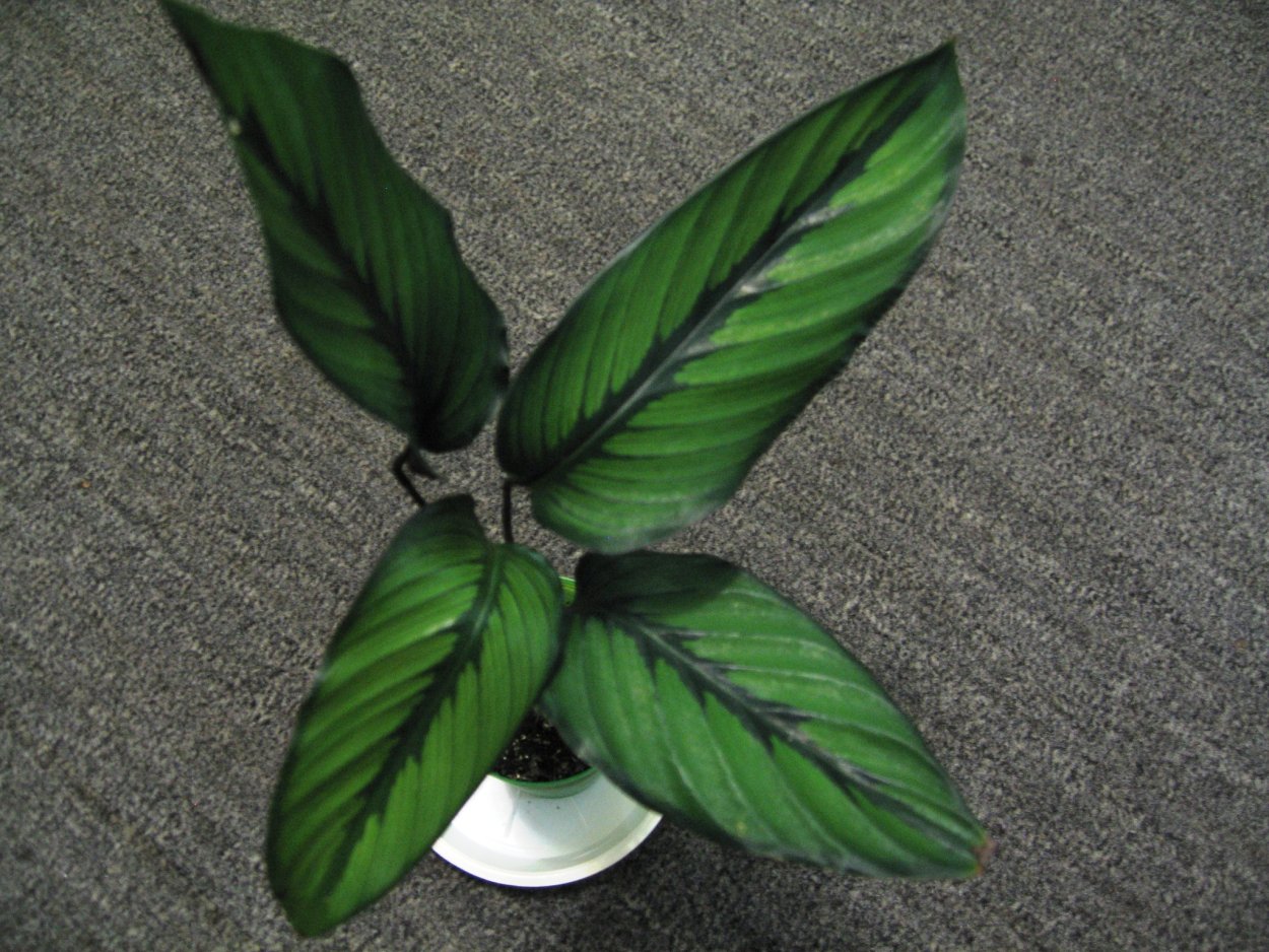 Калатея Вилсон Принсеп