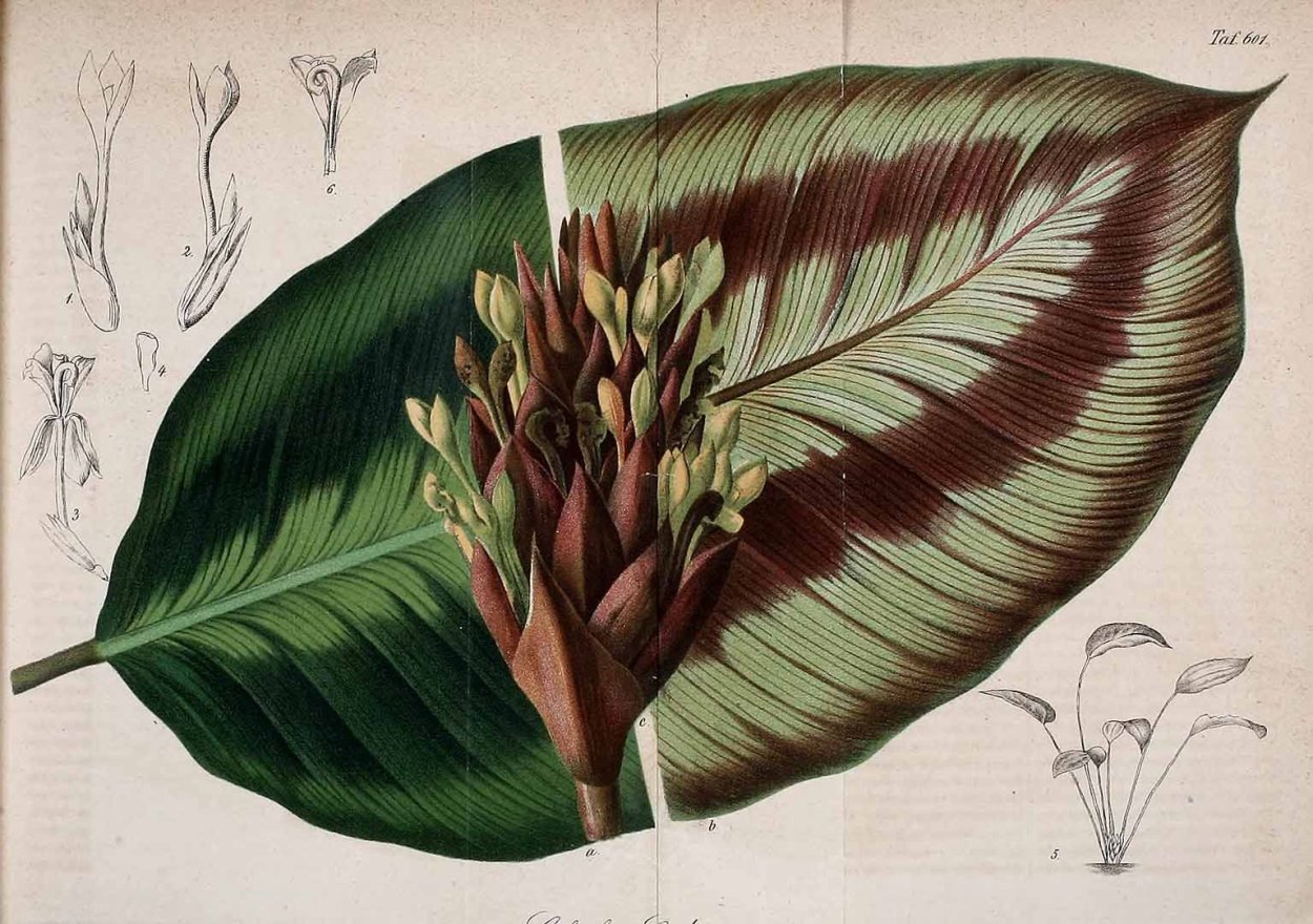 Калатея метелка