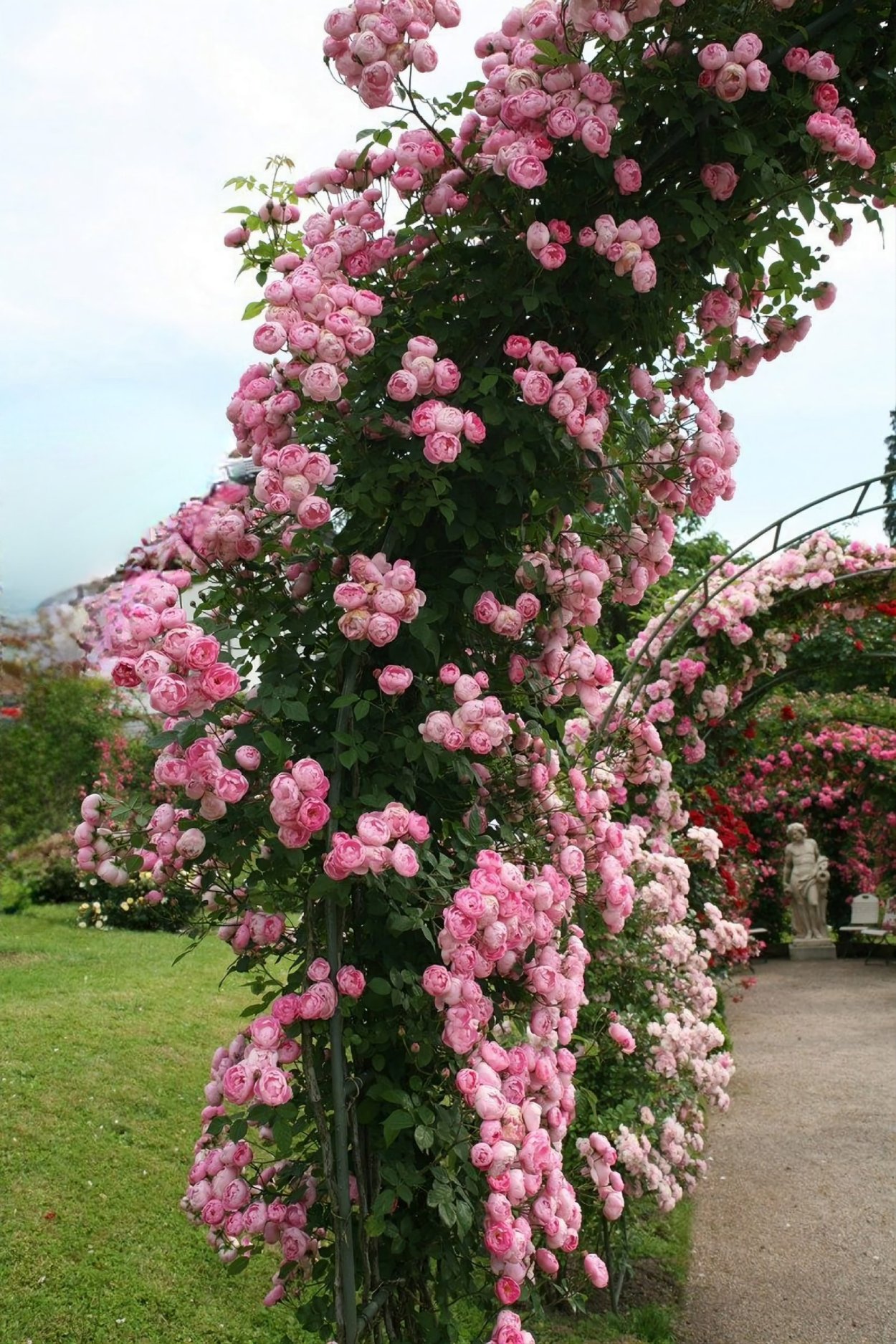 Роза Цезарь плетистая