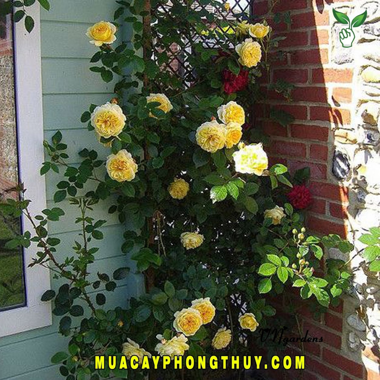 Роза Джорджия плетистая