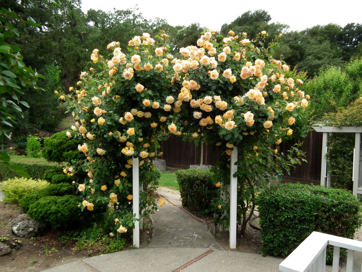 Плетистая роза на шпалере