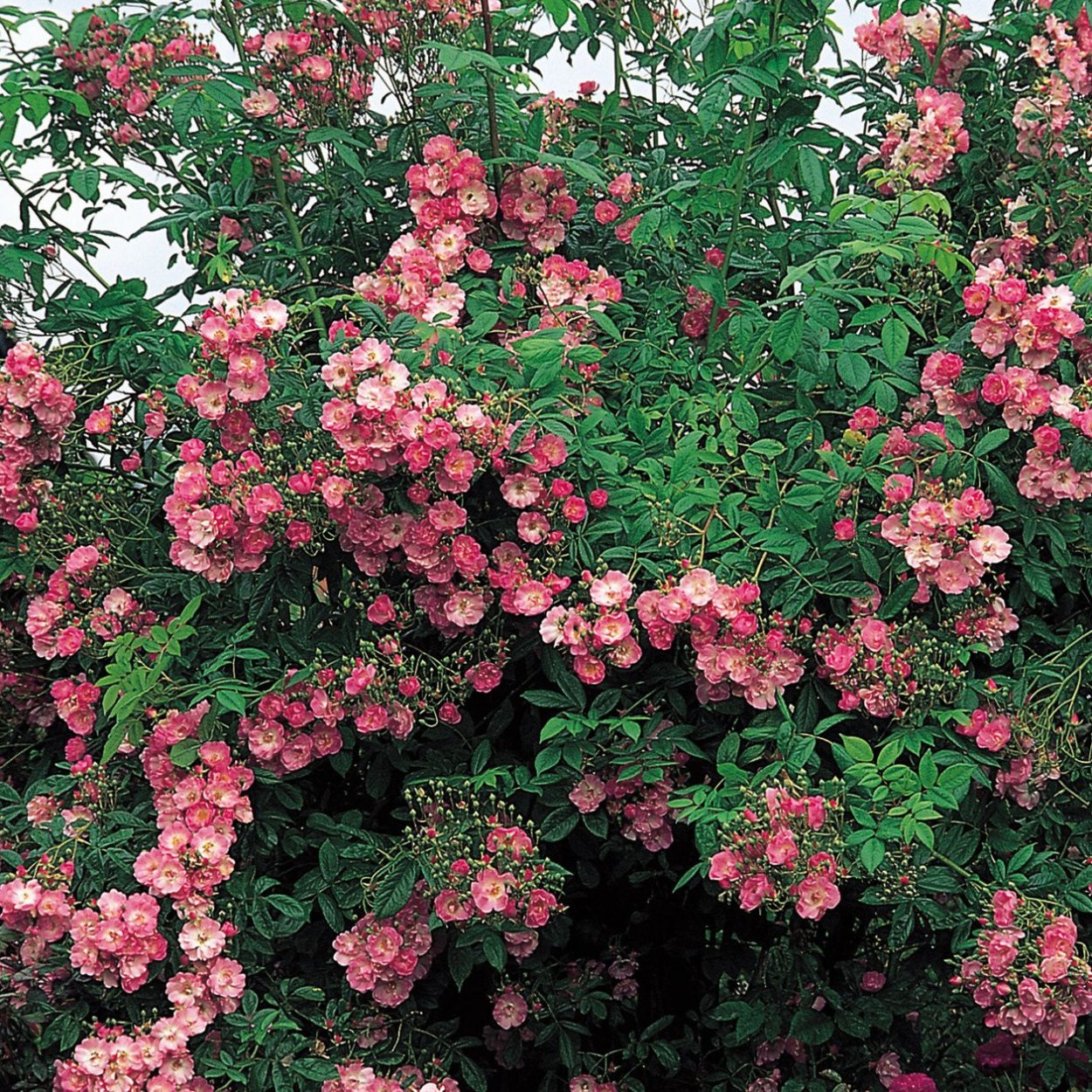 Роза Рамблинг Роуз