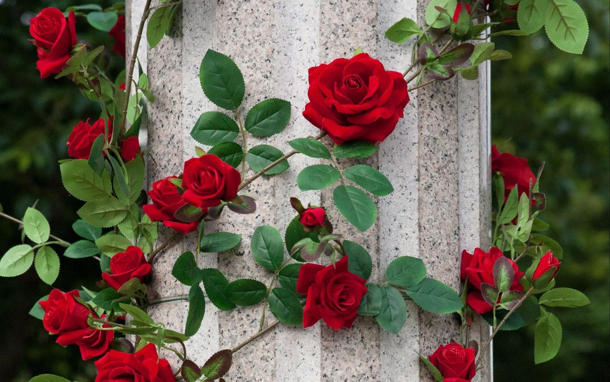 Роза плетистая декор Роуз