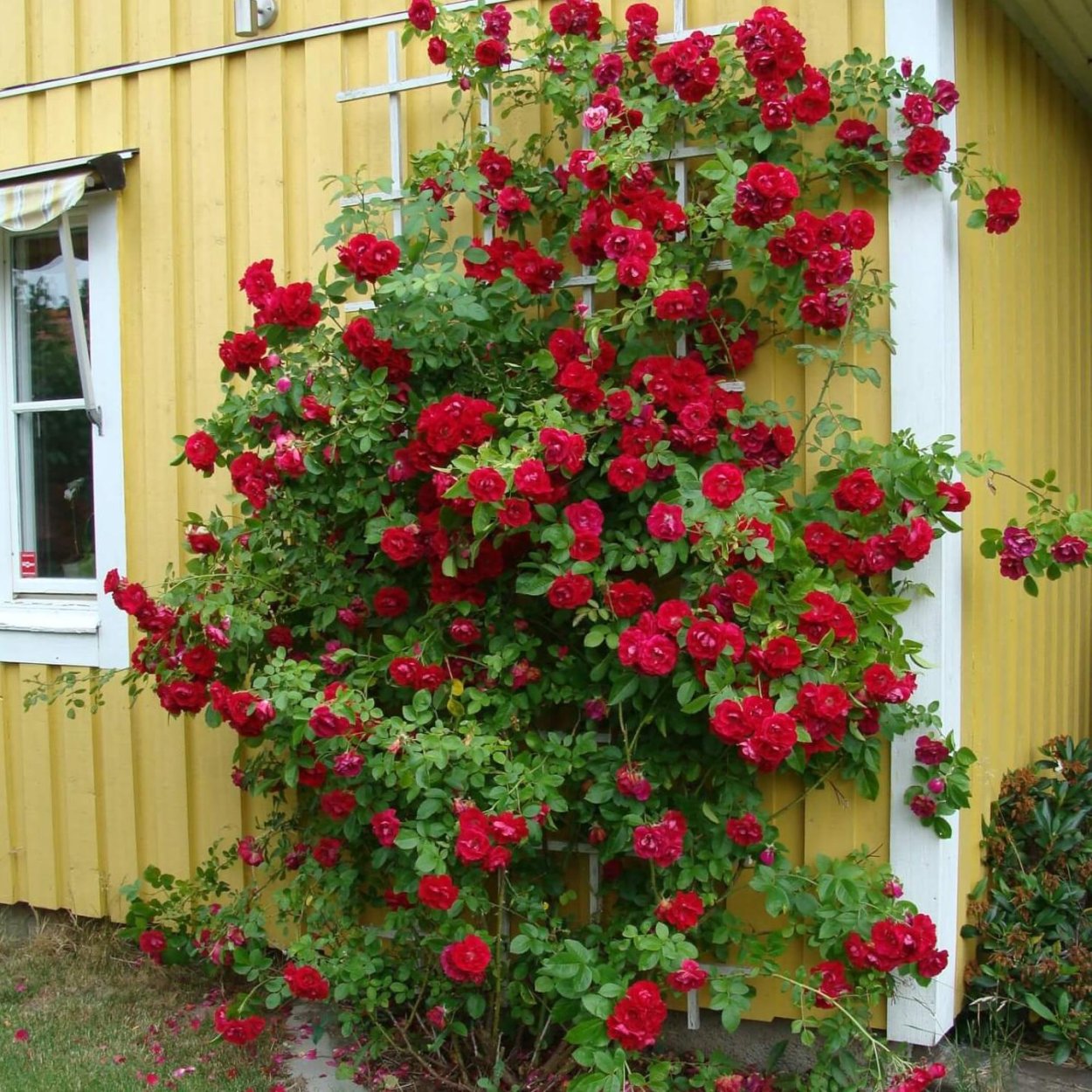 Роза Фламентанц