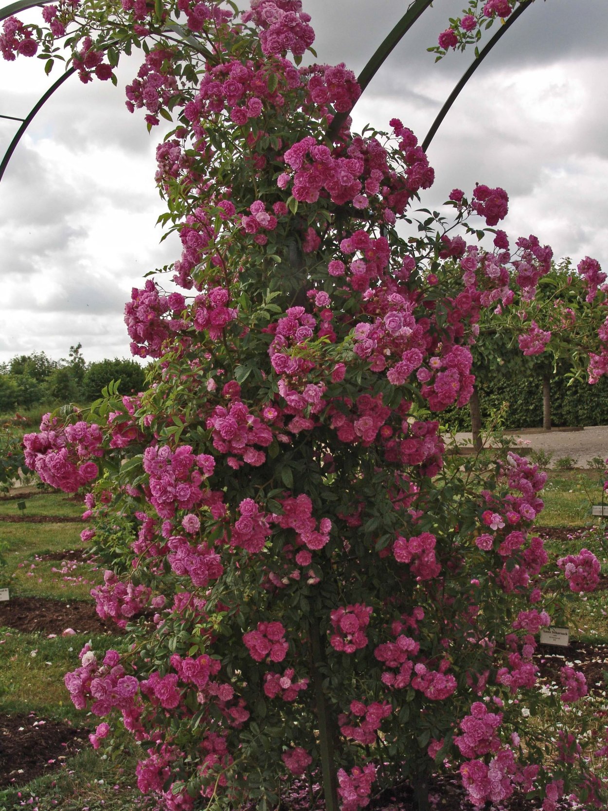 Плетистая роза Дин