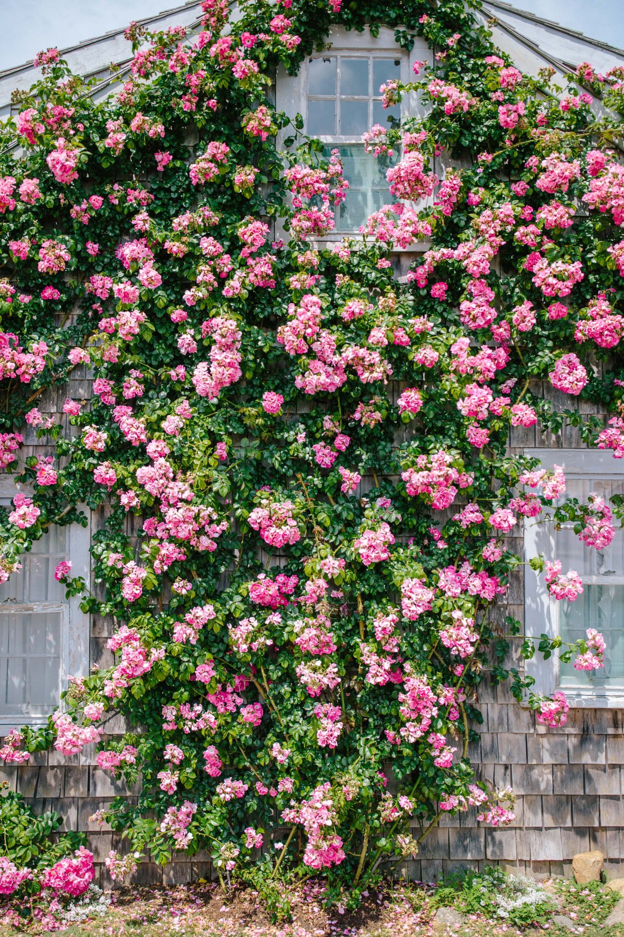 Роза плетистая Пинк Мушимара