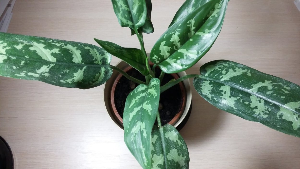 Аглаонема по листу