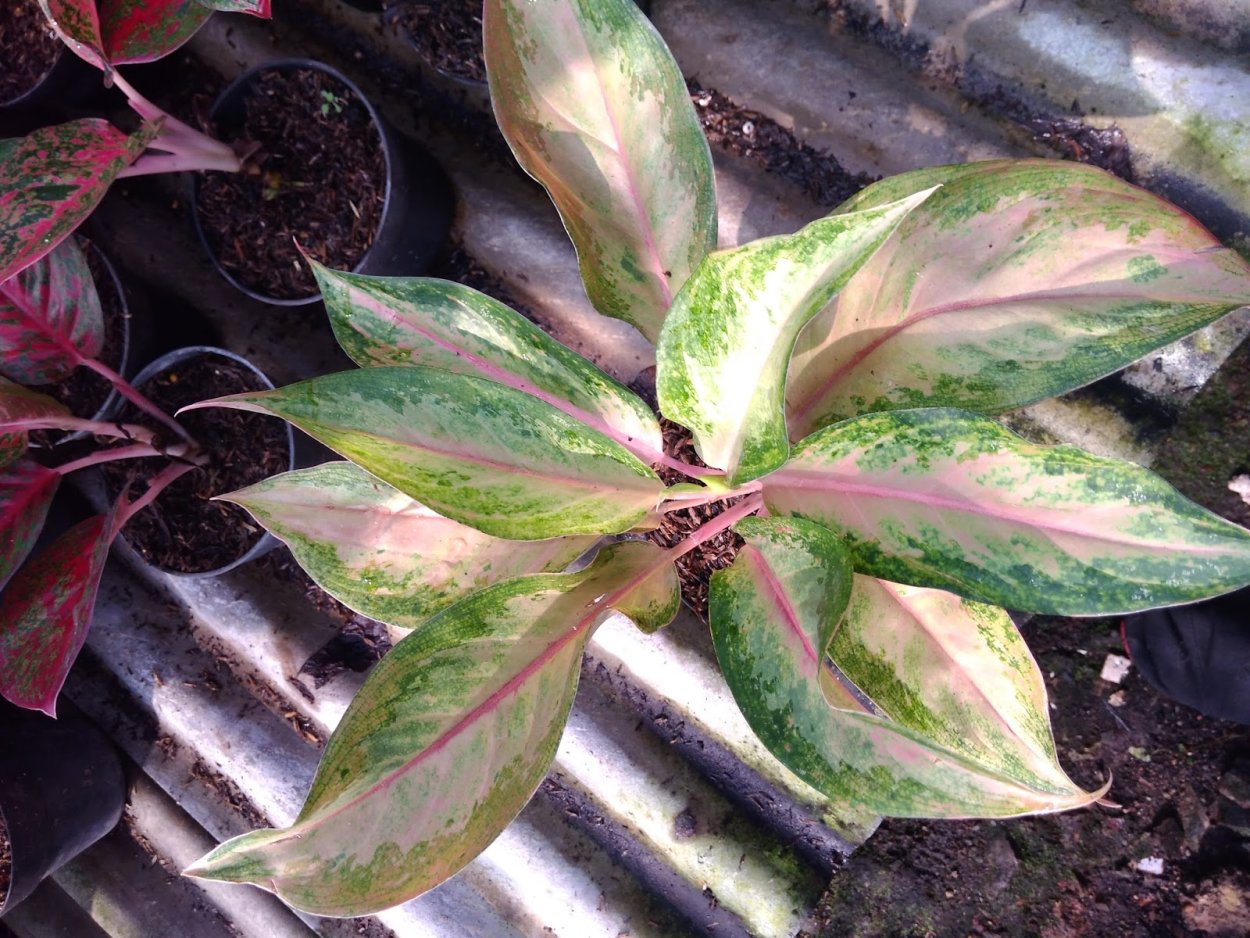 Аглаонема Грин тайская