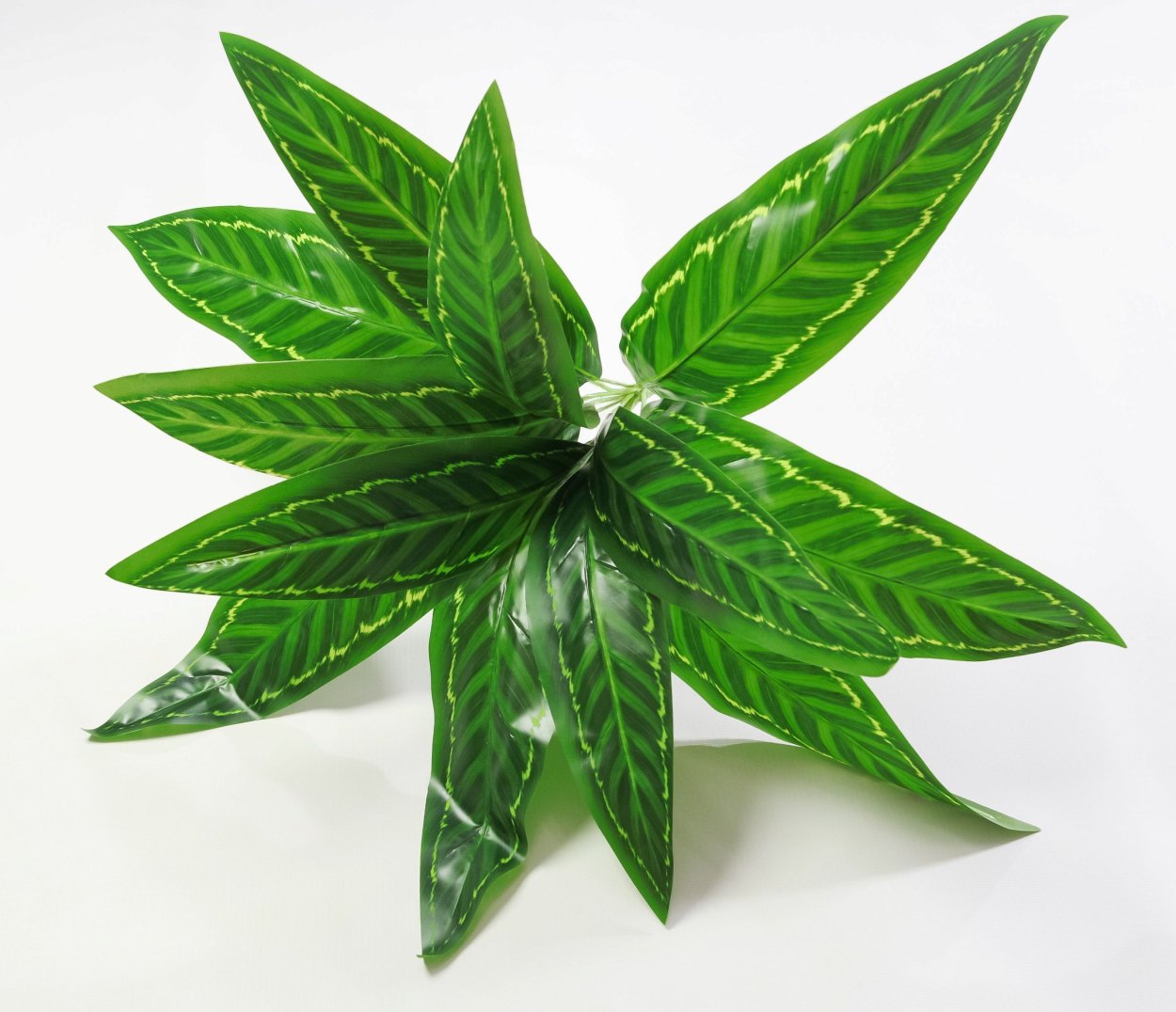 Аглаонема Snowflake