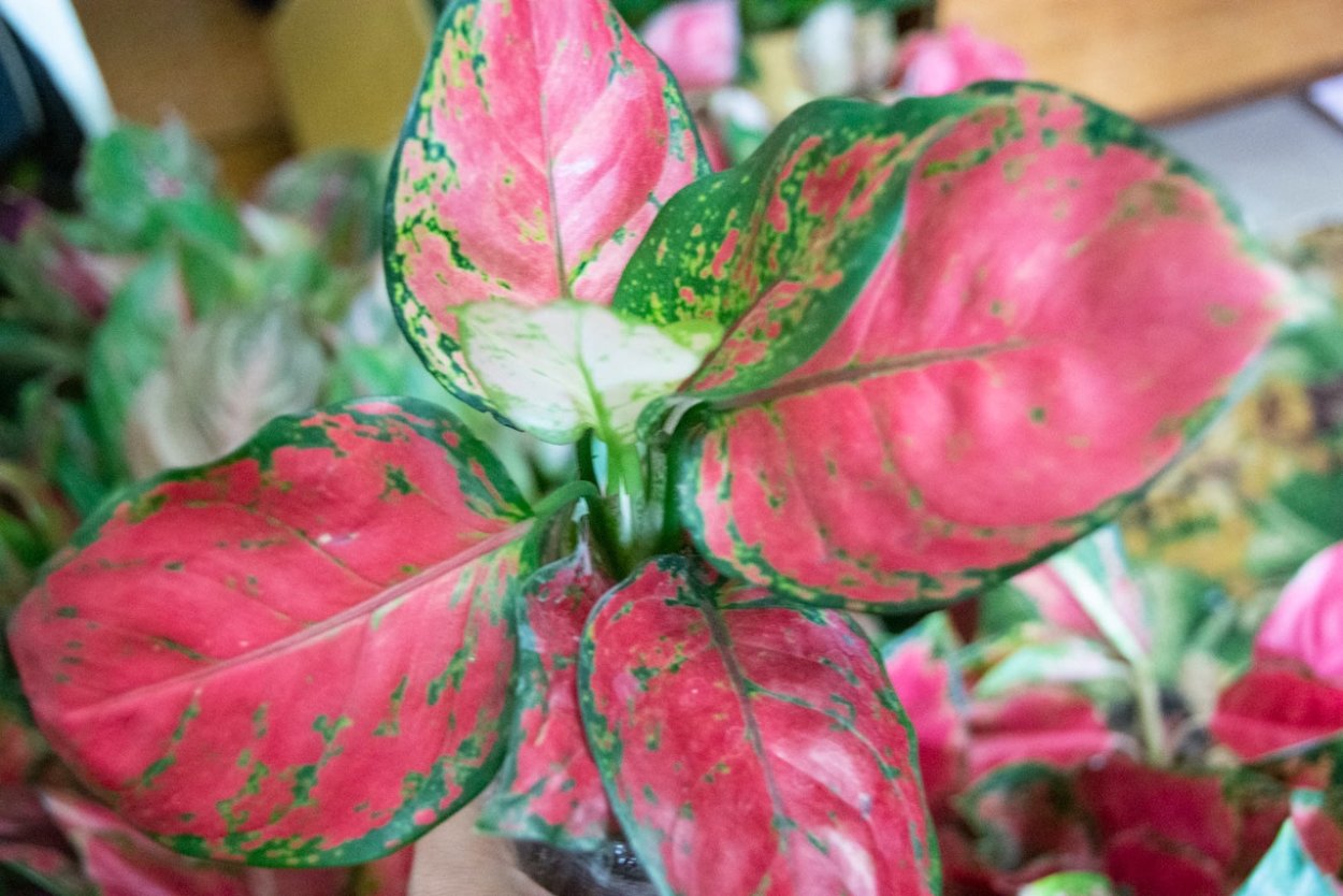 Аглаонема ред драгон