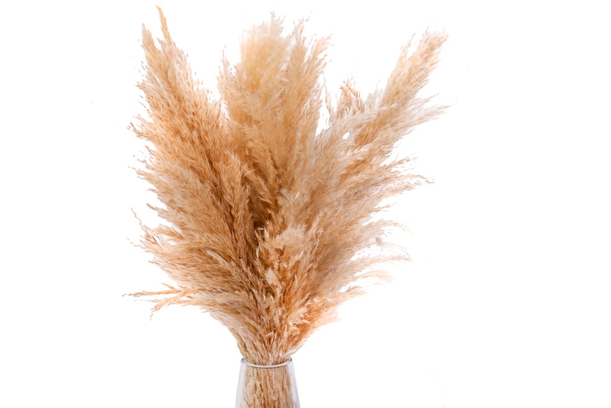 Сухоцвет Пампас кортадерия