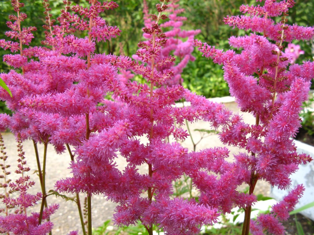 Астильба Арендса розовая