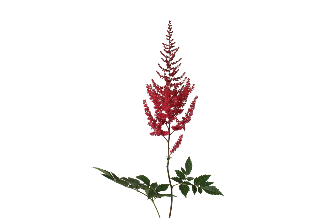 Астильба белая куст