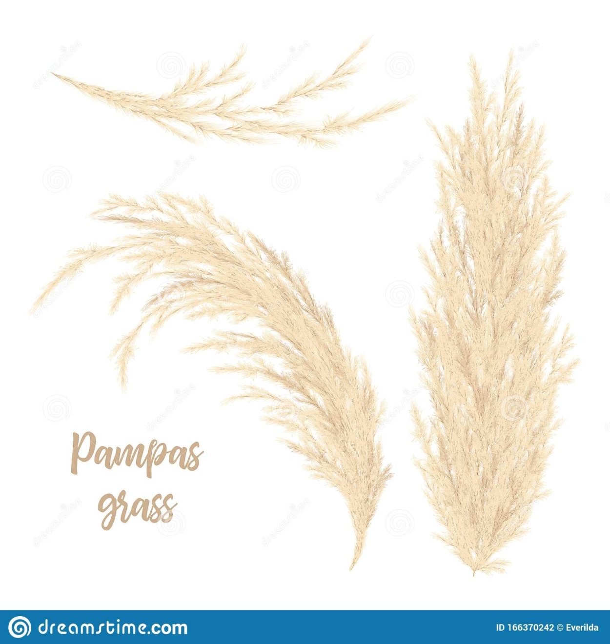 Пампасная трава вектор