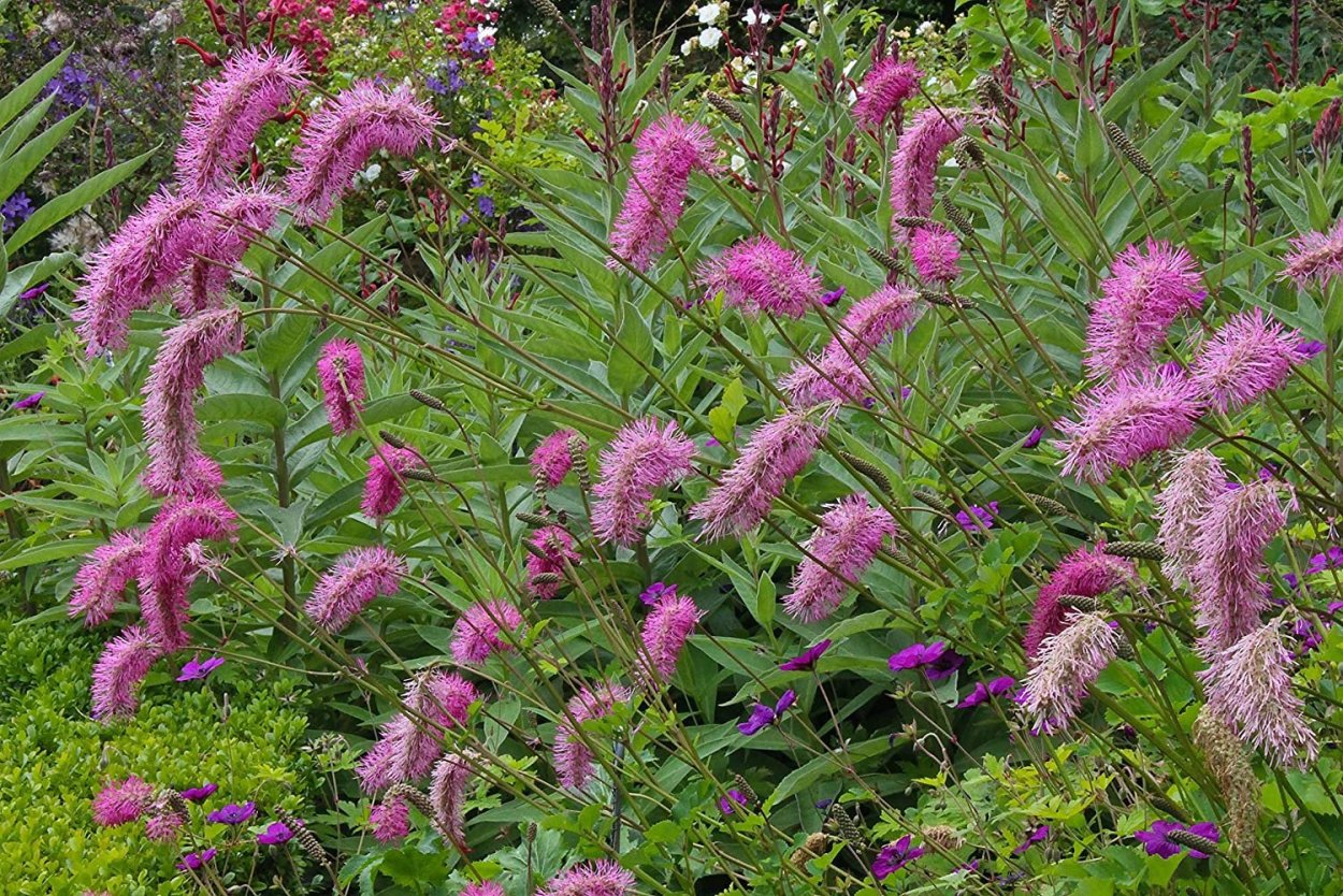 Кровохлебка Мензиса