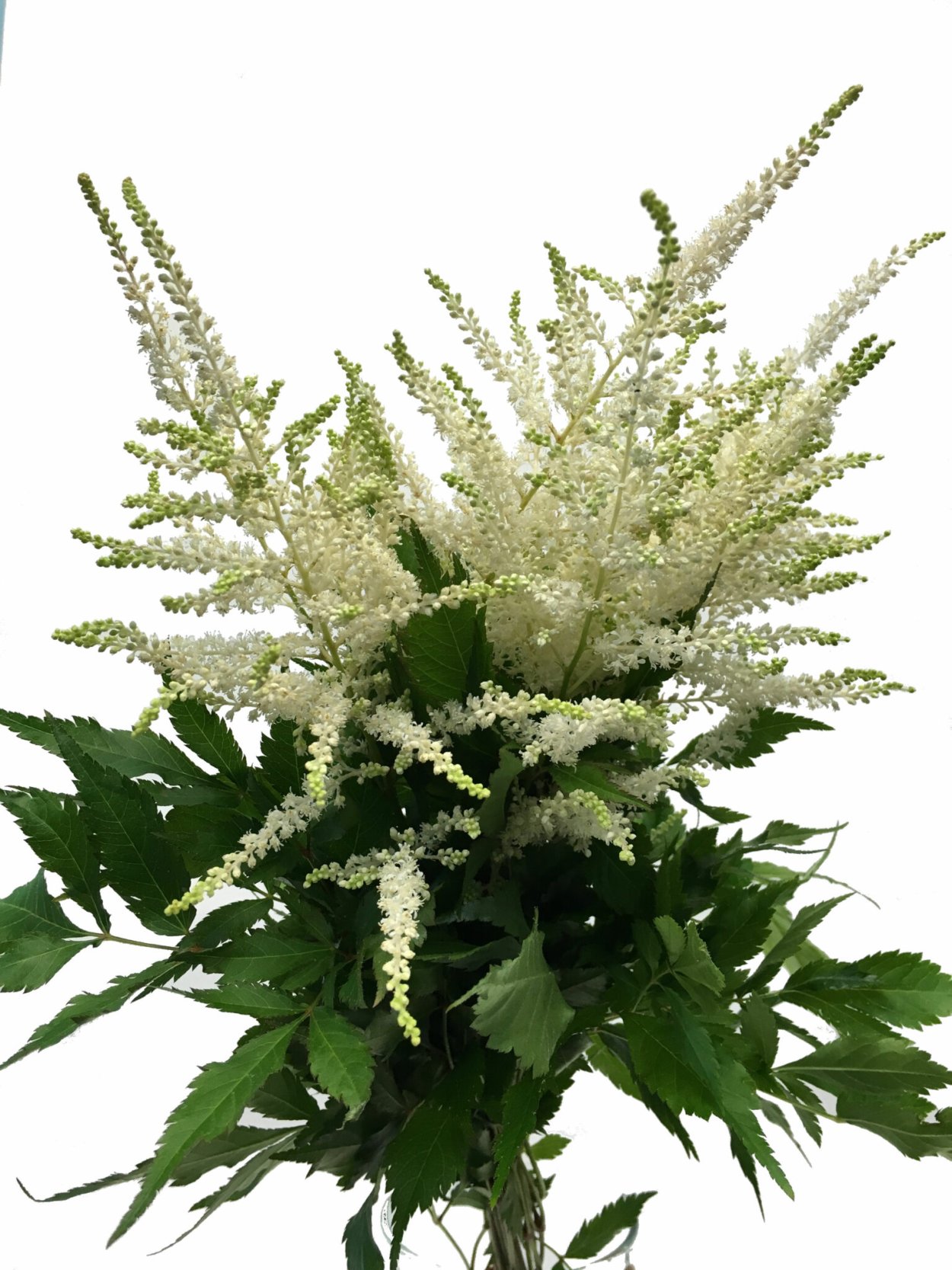 Астильба белая куст