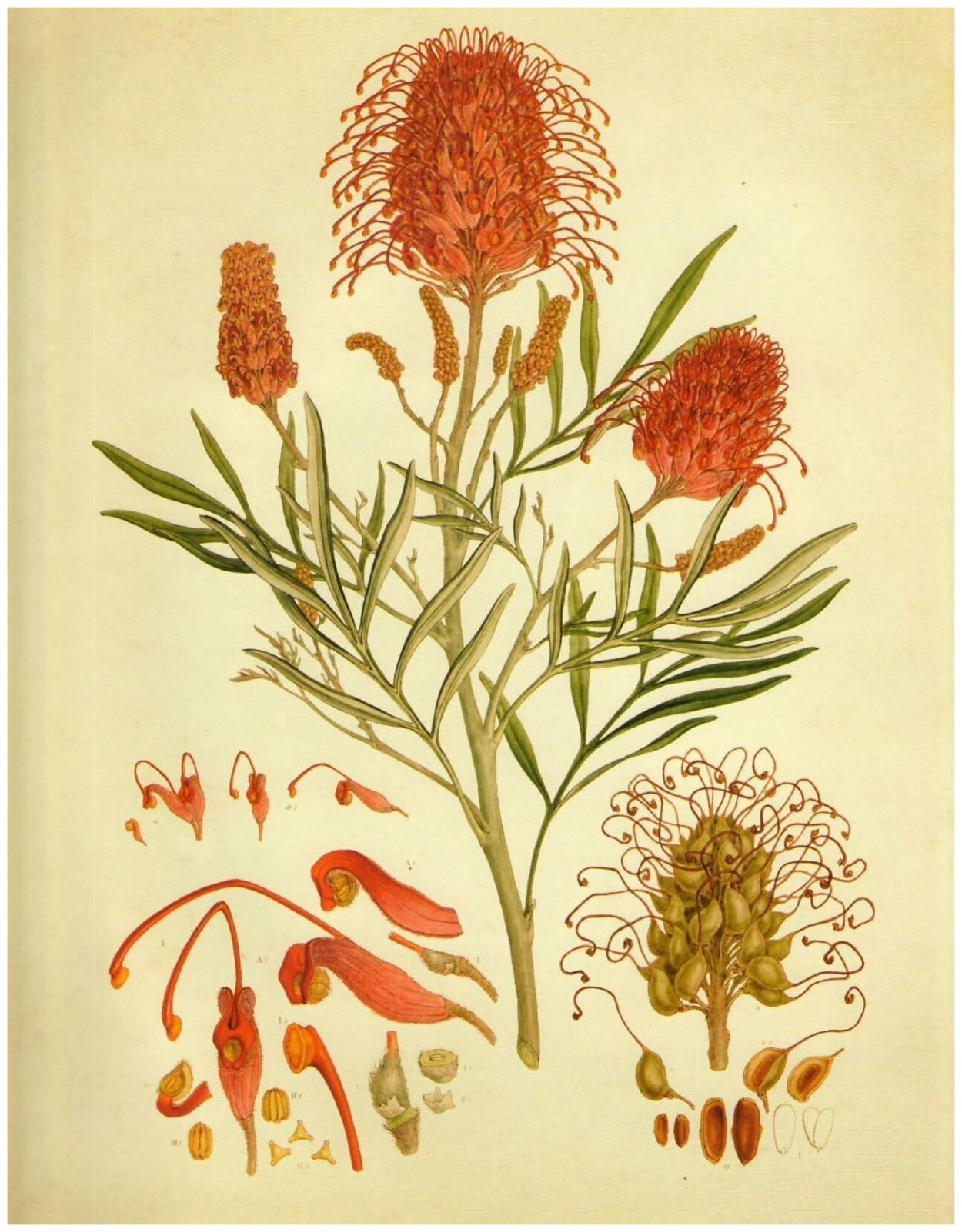 Бауэр, Фердинанд