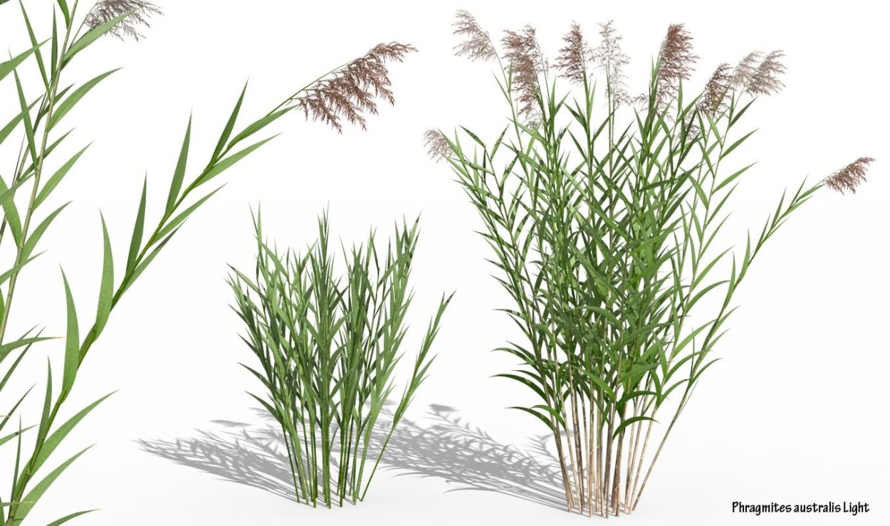 Тростник обыкновенный phragmites Australis