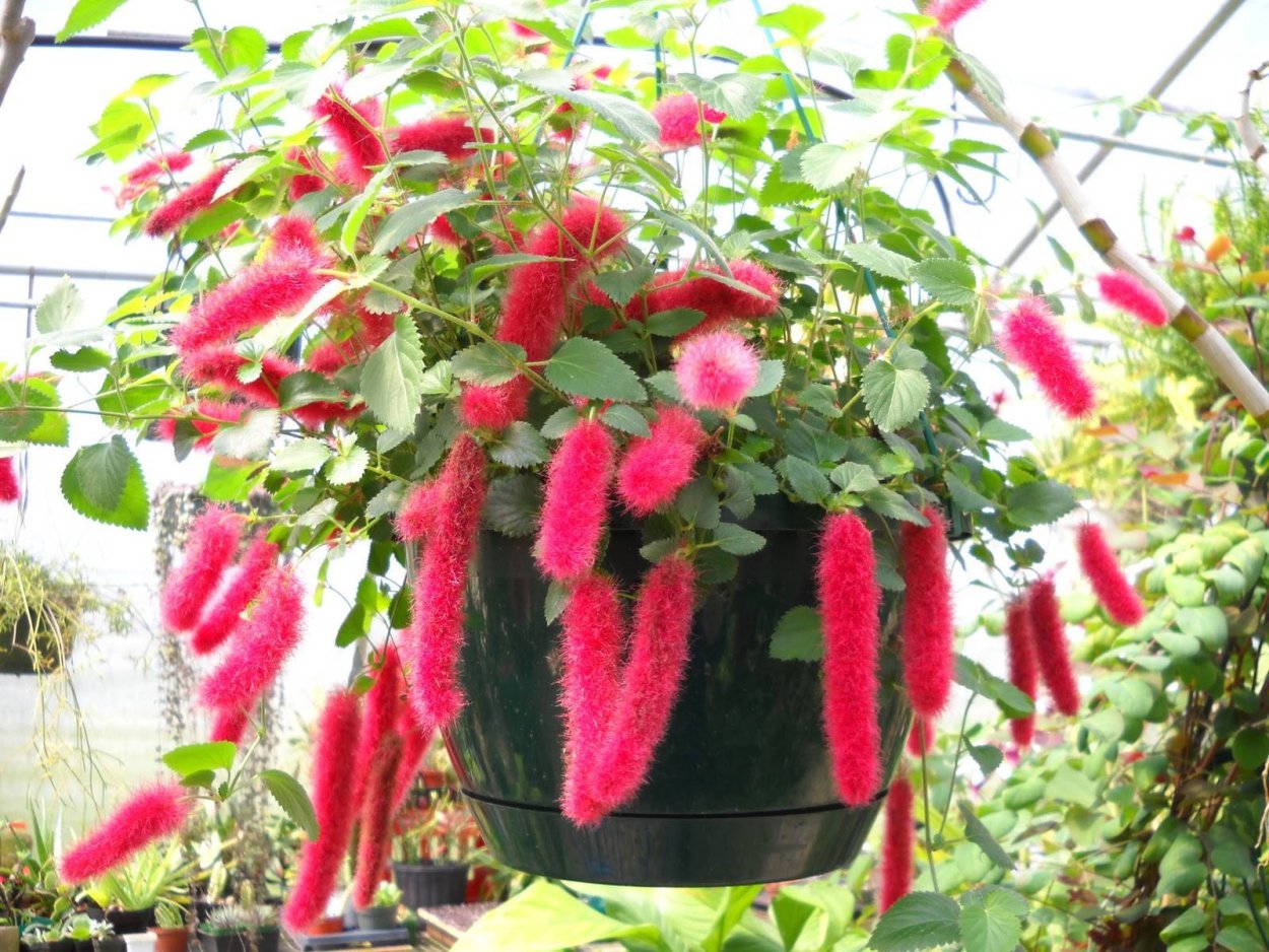 Акалифа щетинистоволосистая