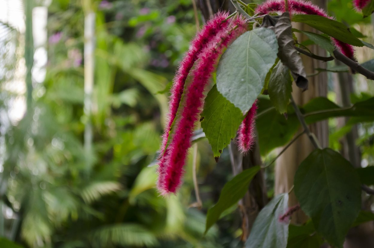 Акалифа щетинистая