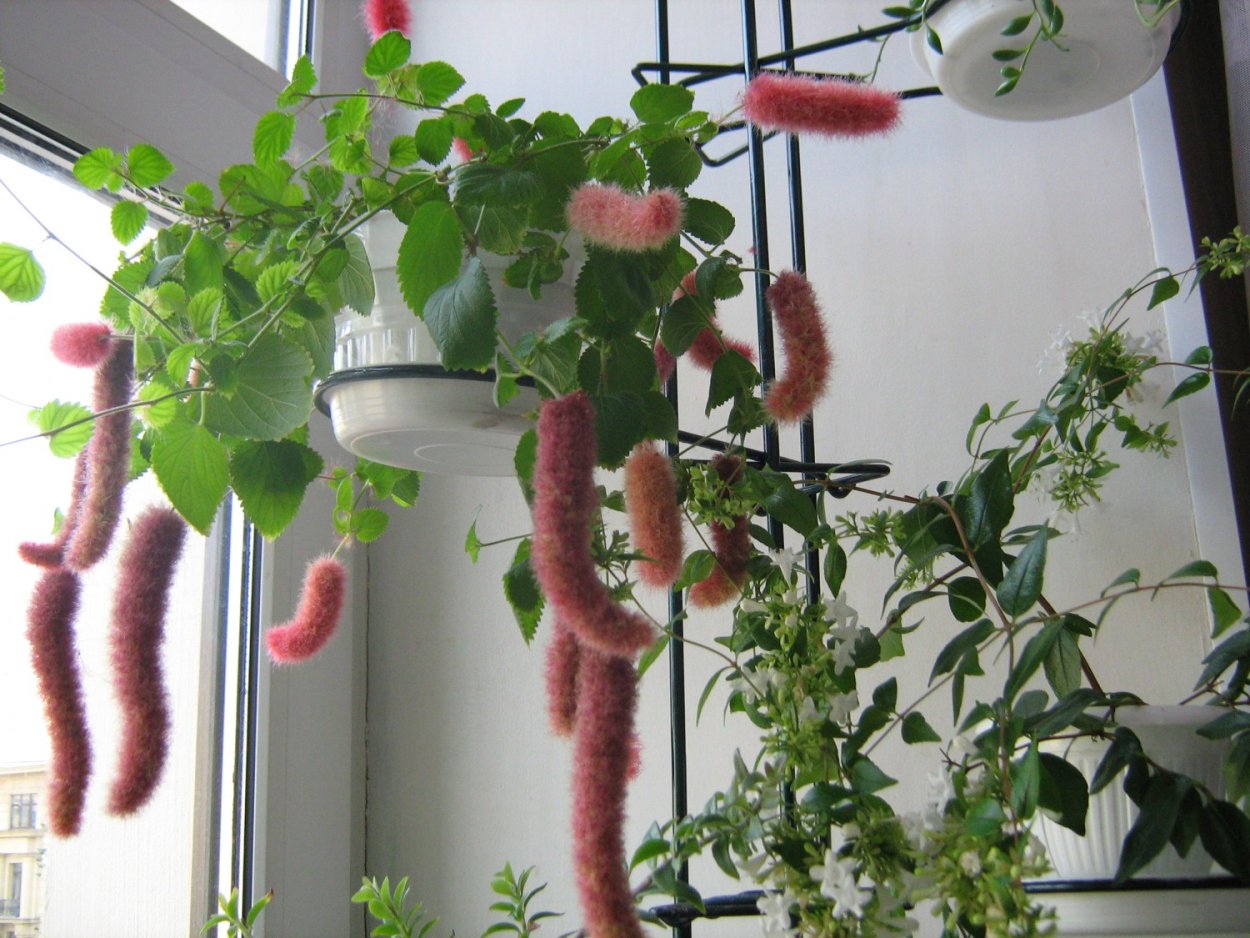 Акалифа цветок комнатный