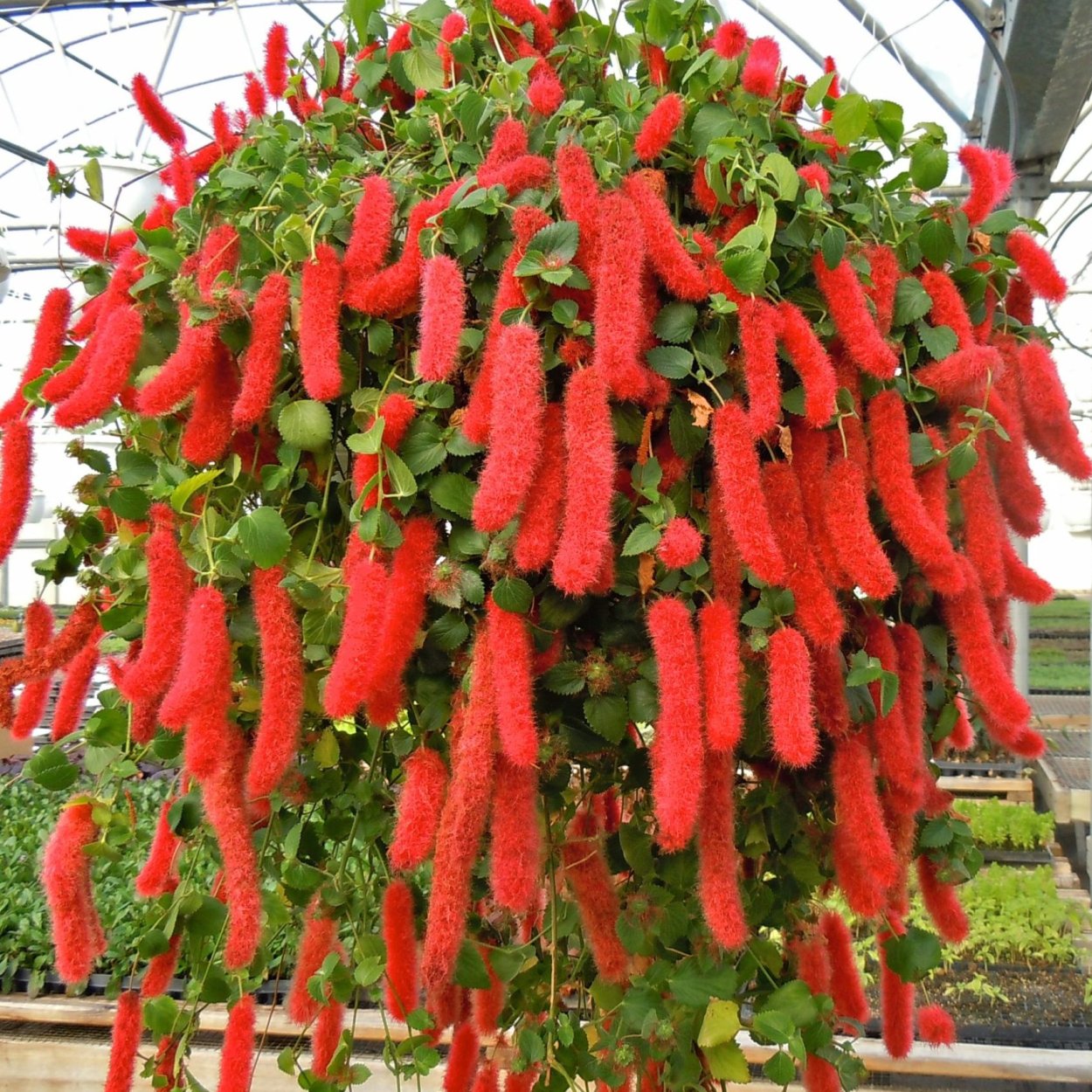 Акалифа Лисий хвост