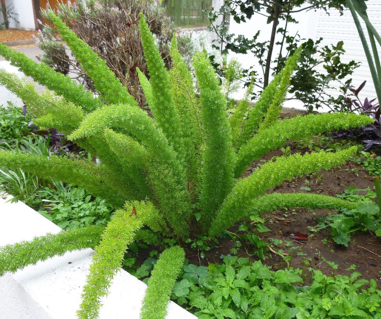 Аспарагус Лисий хвост