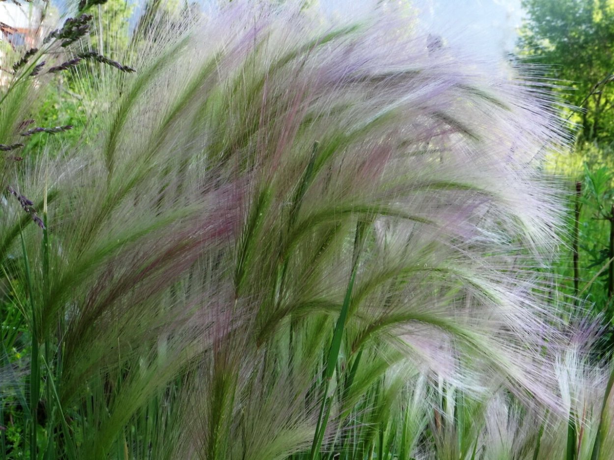 Сетария Лисий хвост