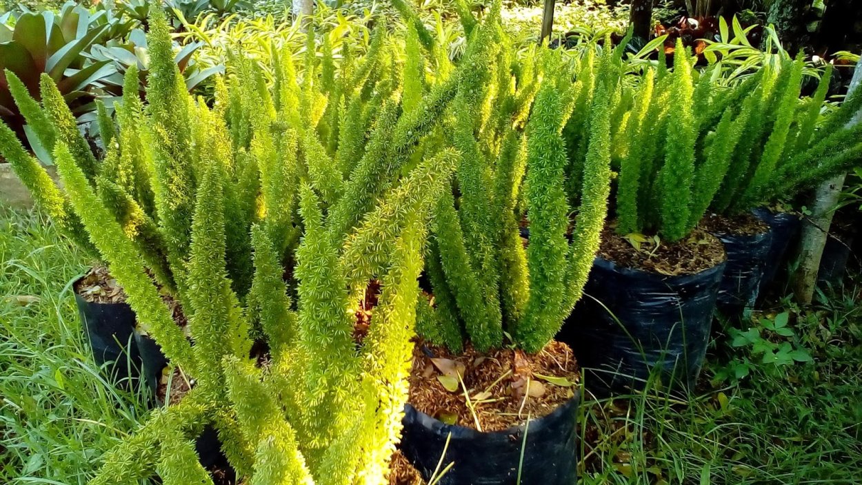 Драконий хвост цветок