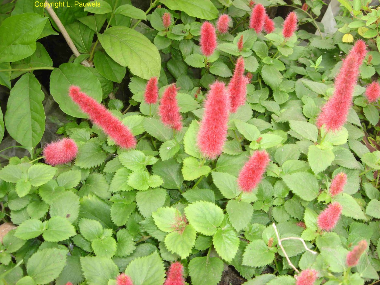 Акалифа щетинисто-волосистая