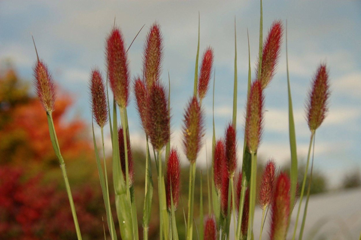 Пеннисетум повислый "Red Bunny Tails"