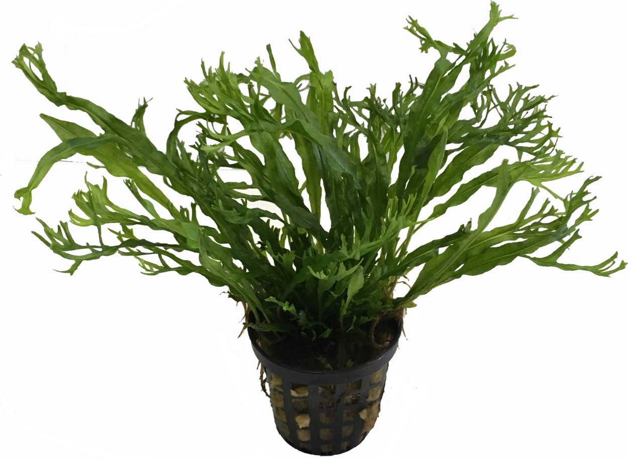 Microsorum Pteropus 'Windeløv