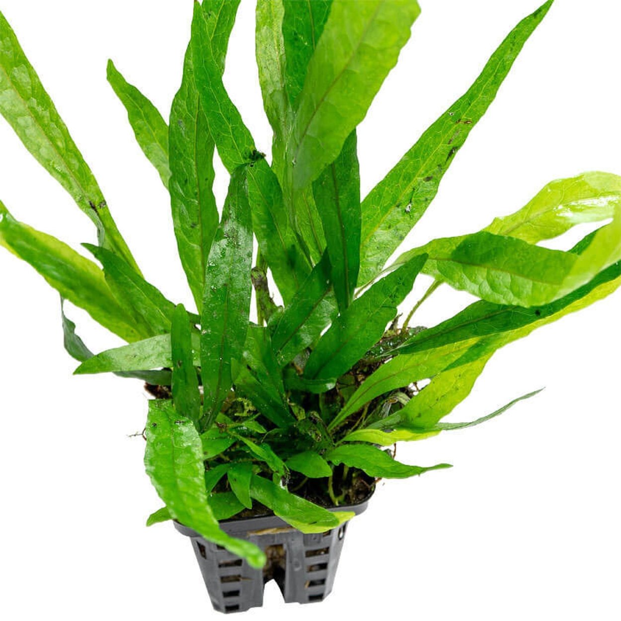 Папоротник Микросорум