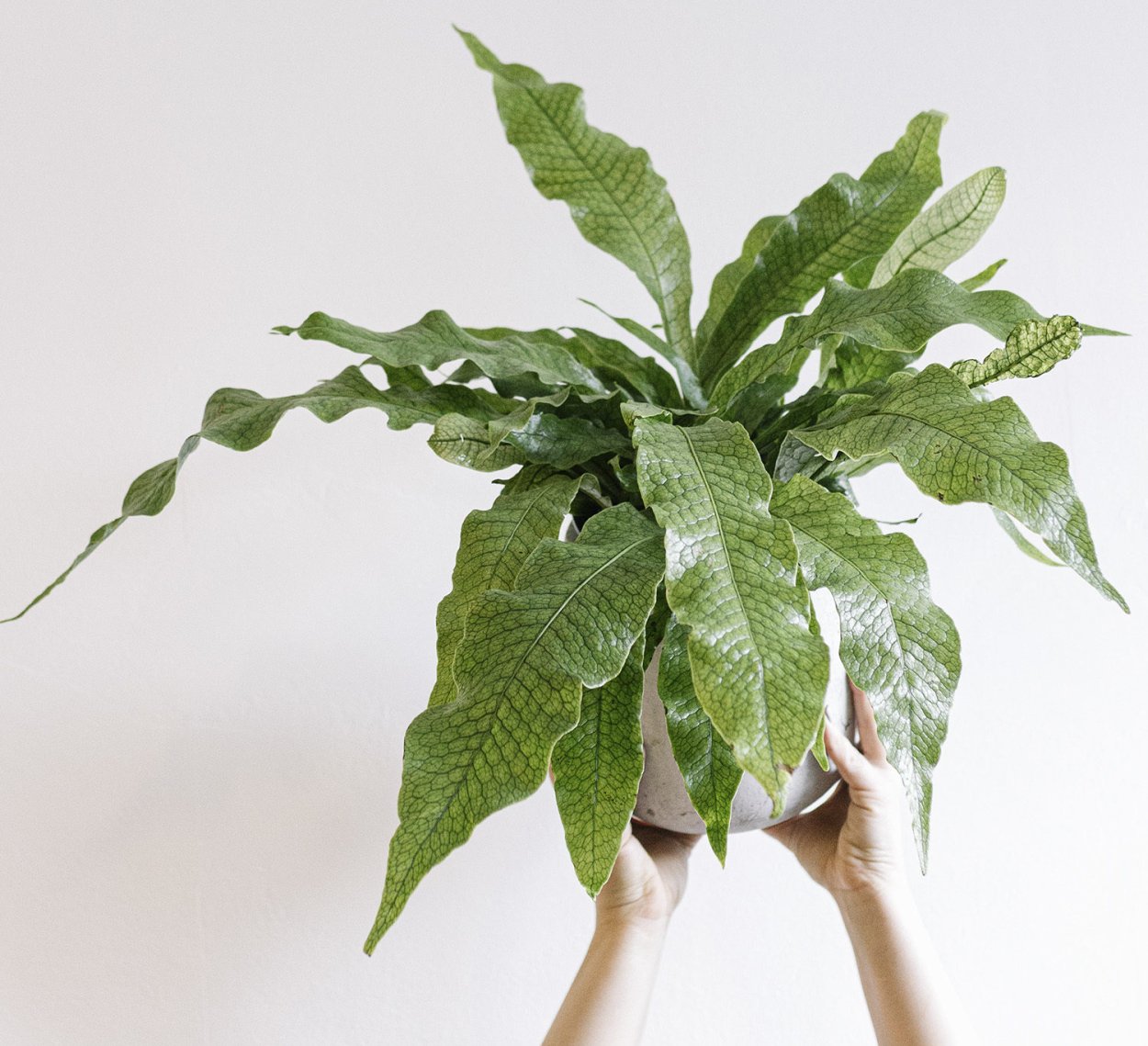 Microsorum thailandicum