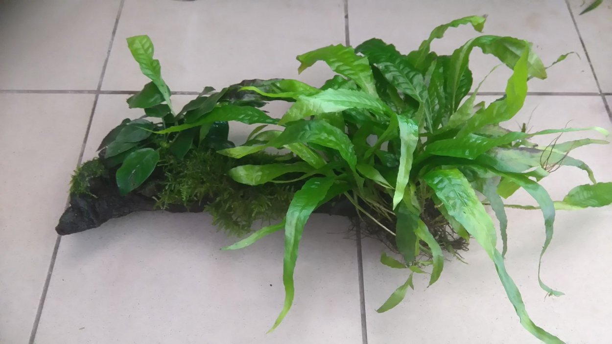 Микросорум диверсифолия