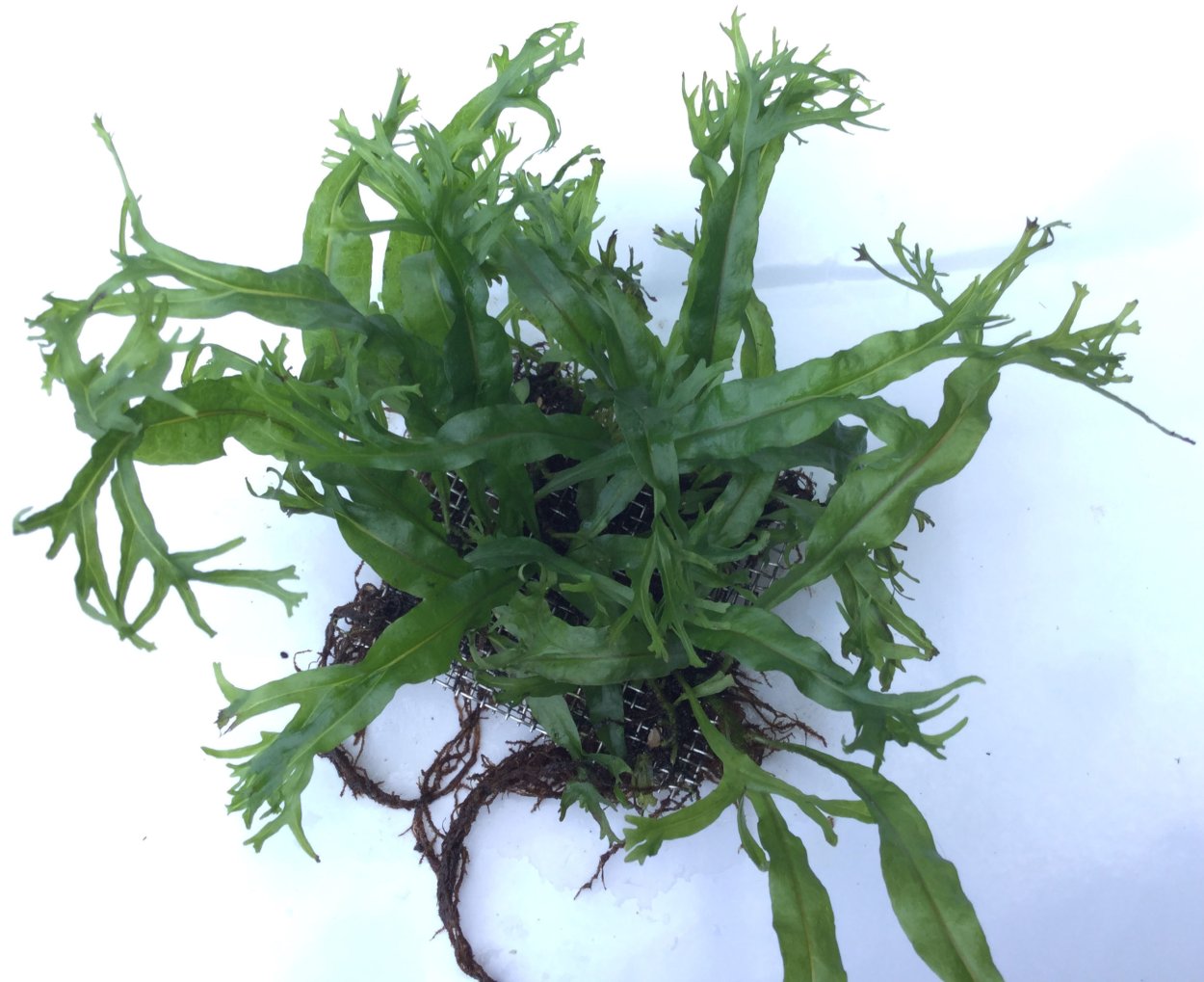 Папоротник Микросорум разнолистный