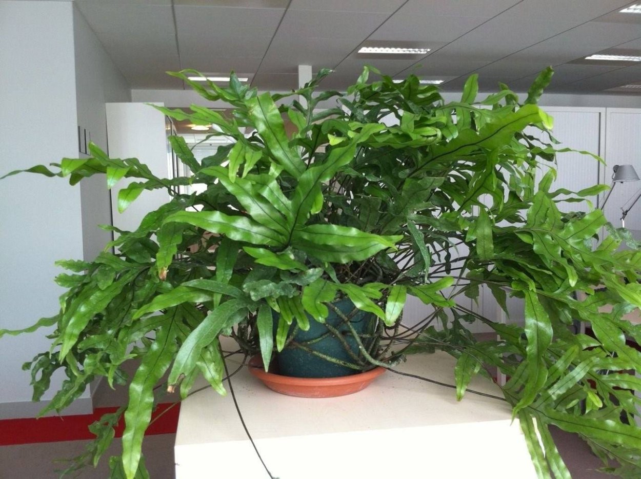 Папоротник Микросорум разнолистный