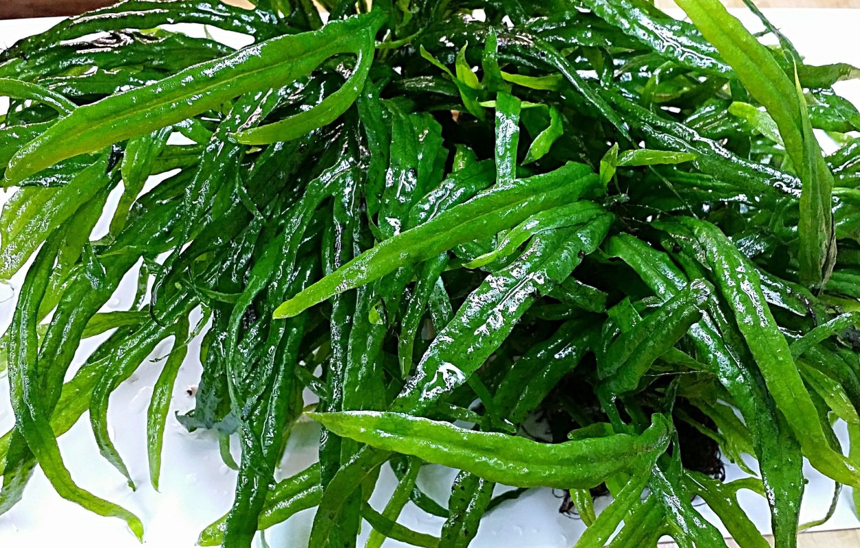 Microsorum SP. Lanjak Entimau