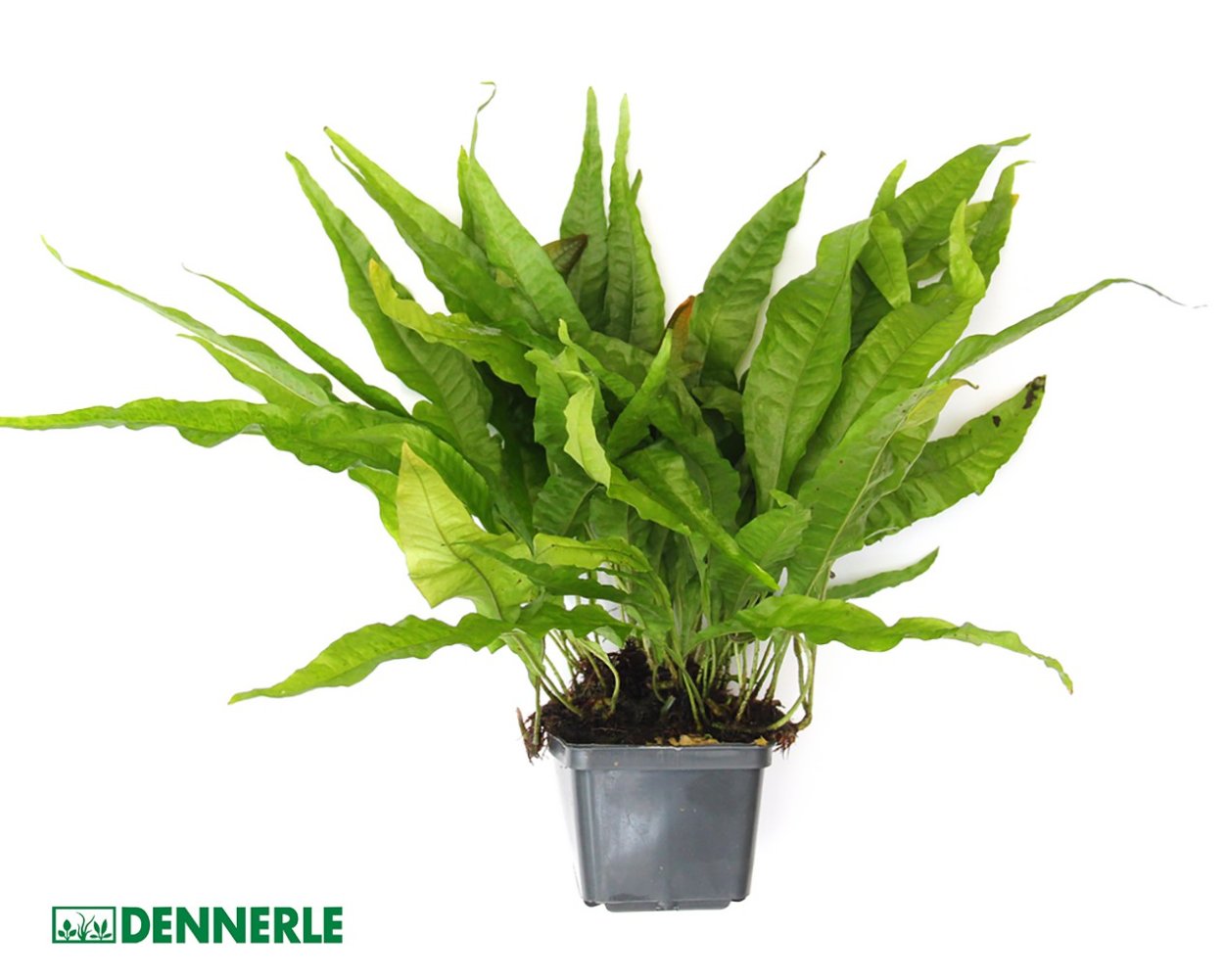 Микросорум тайландикум