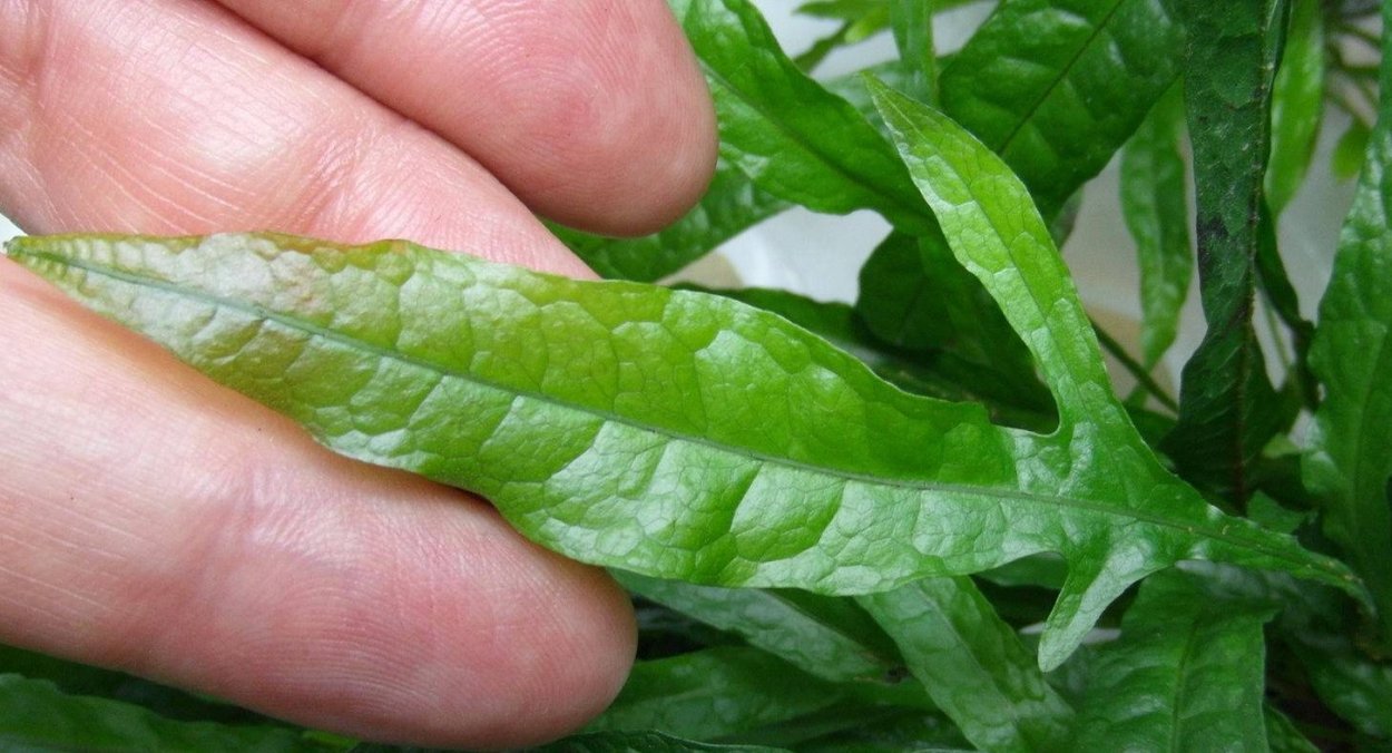 Микросорум точечный