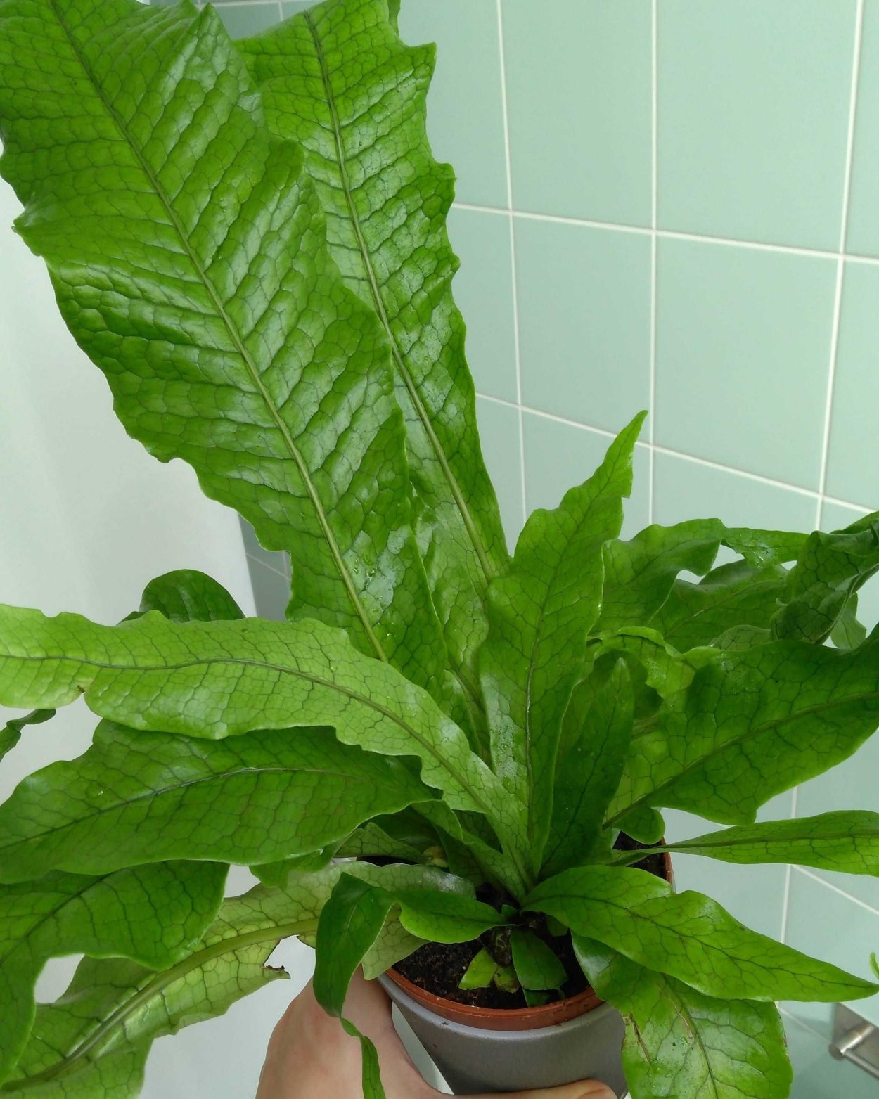 Асплениум Микросорум крокодил