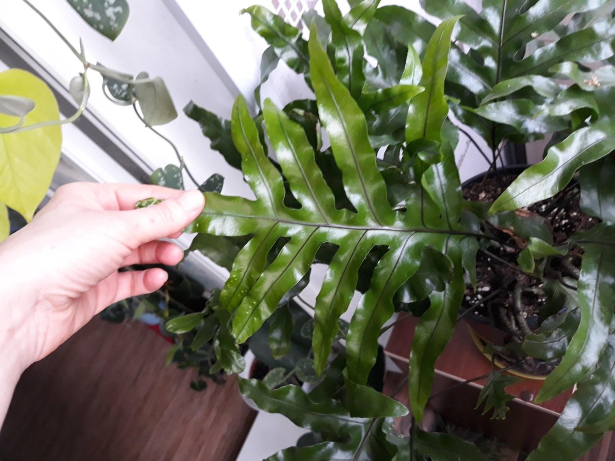 Папоротник Микросорум зеленая волна