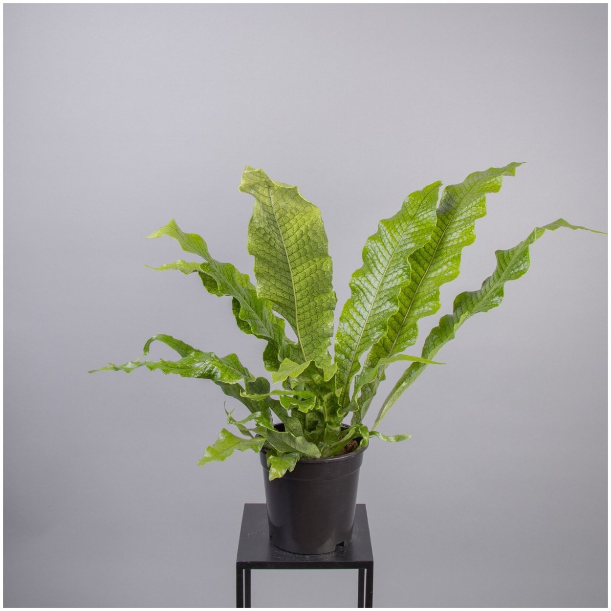 Микросорум крокодил