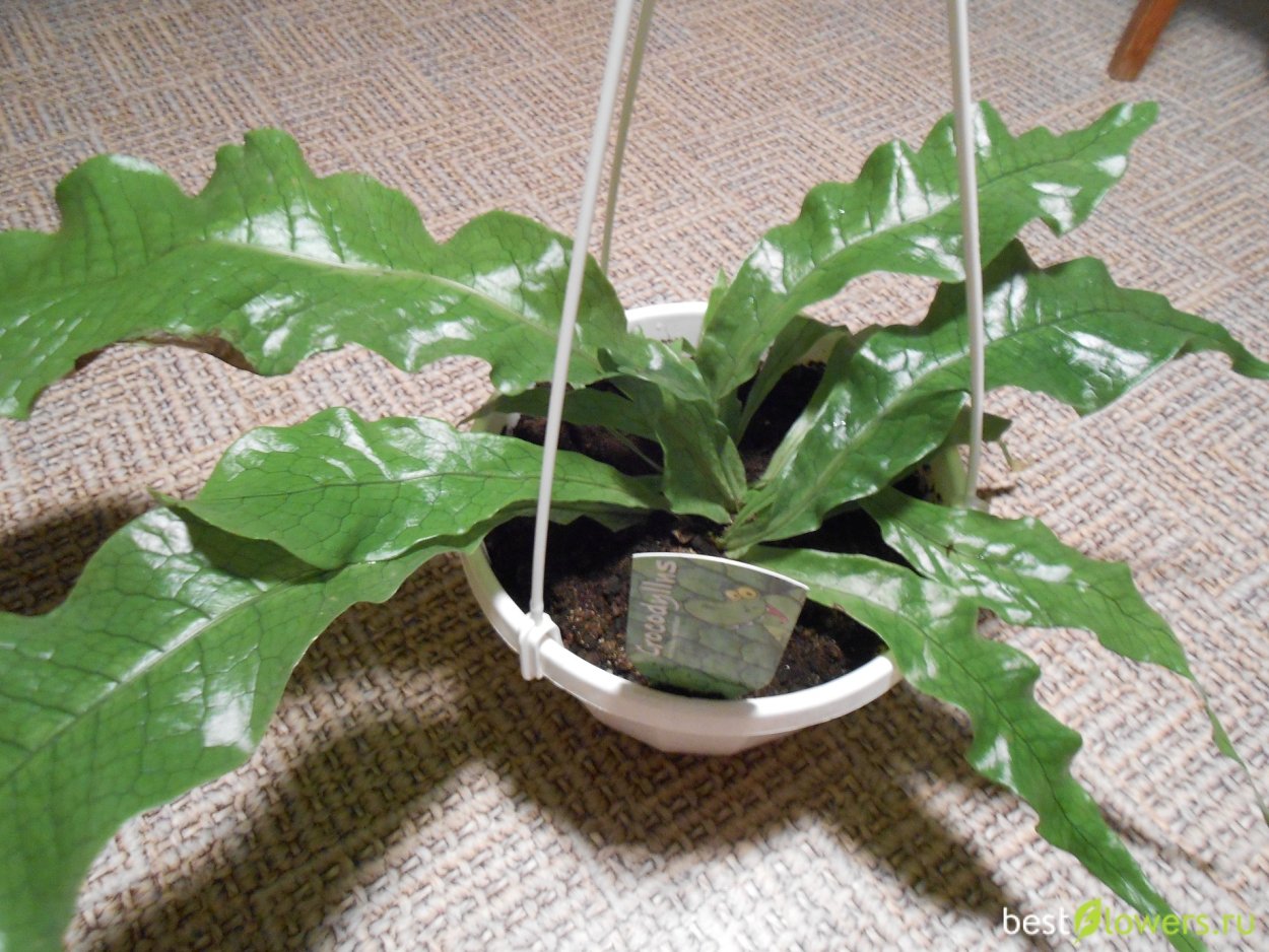 Папоротник Микросорум крокодил