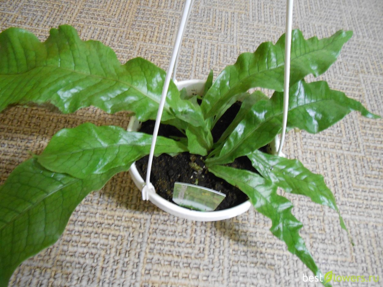 Асплениум Микросорум крокодил