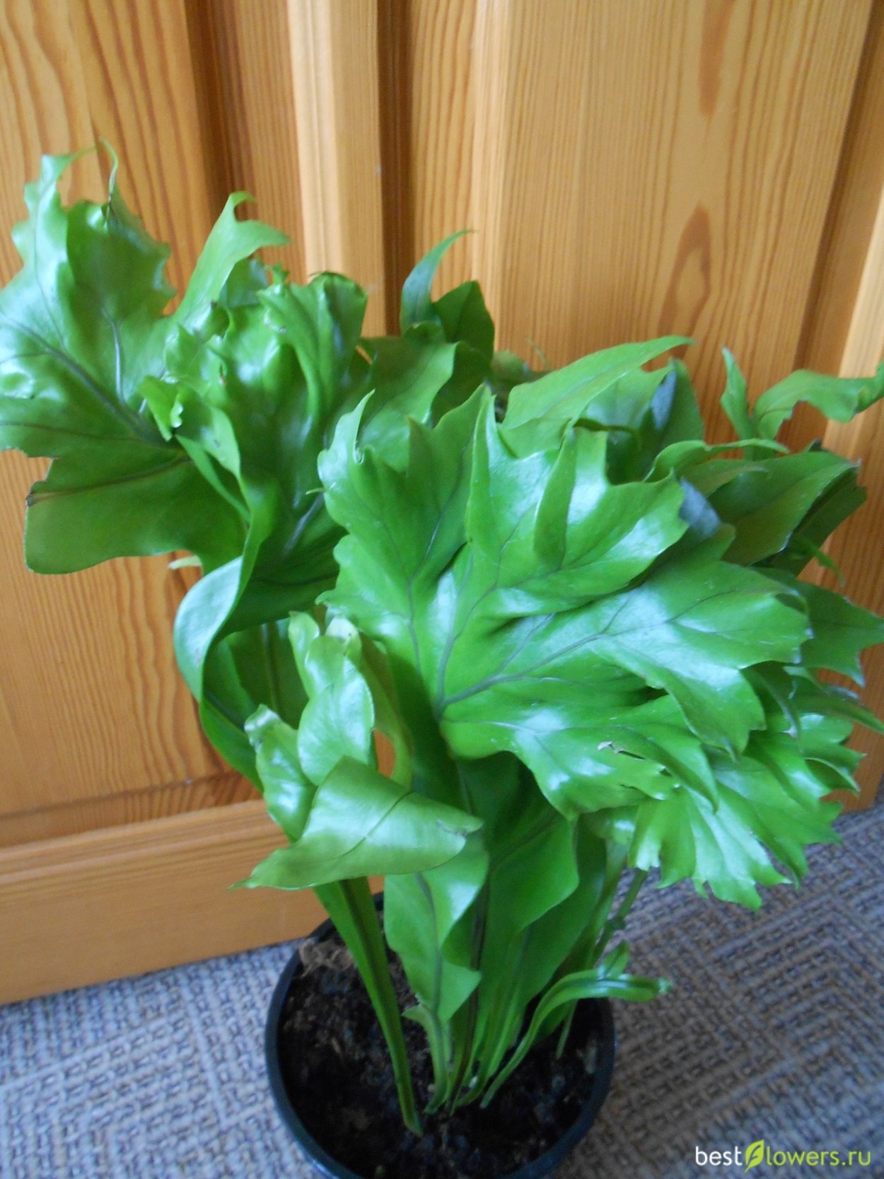 Папоротник Микросорум