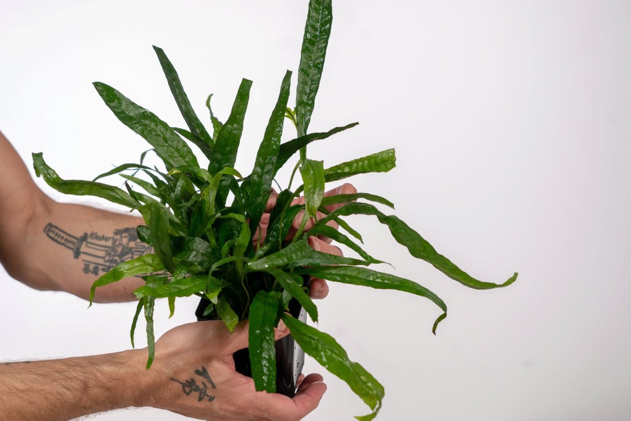 Микросорум Африка