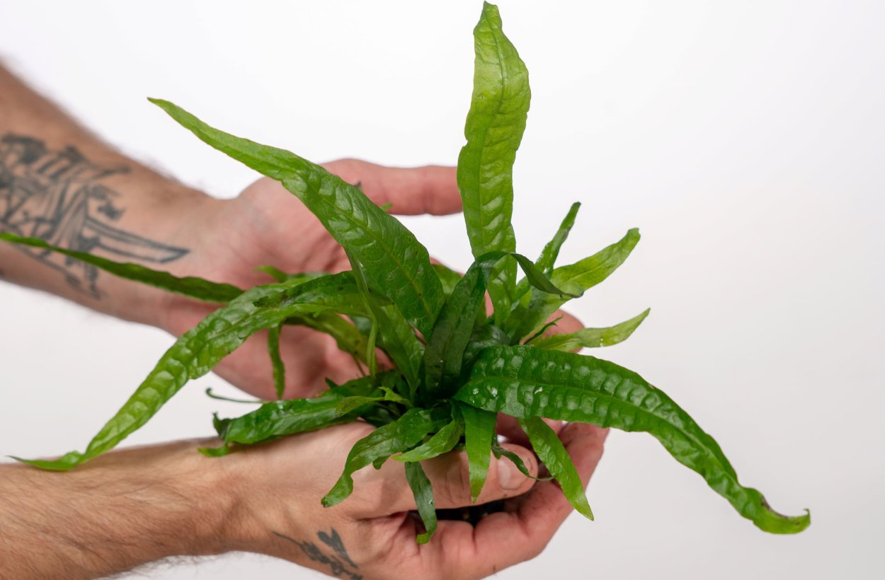 Папоротник Микросорум