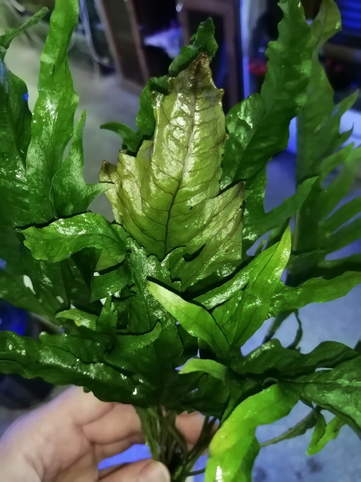 Папоротник Микросорум